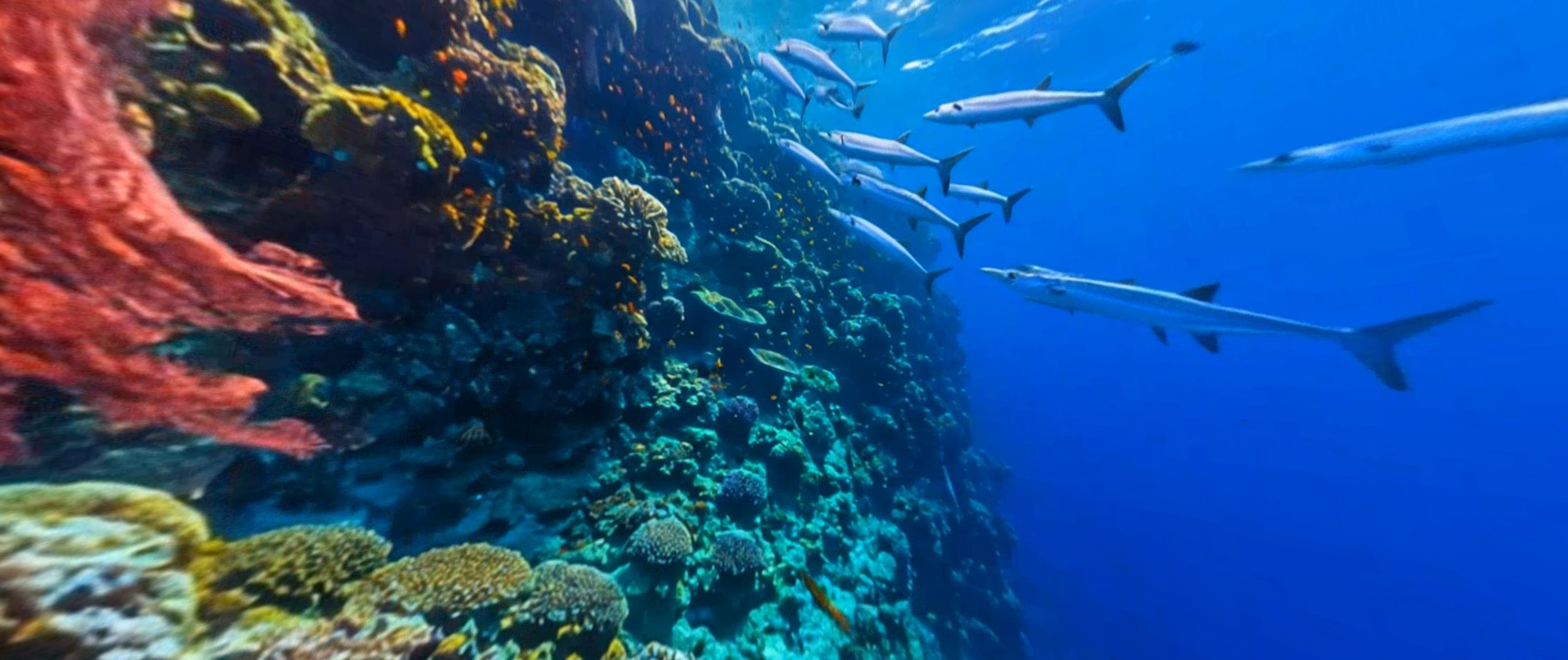 The Tropical Oceans — 360° panorama preview