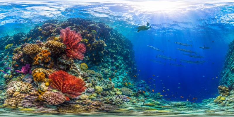 The Tropical Oceans — 360° panorama preview