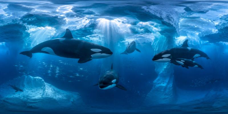 Into the Deep — 360° panorama preview